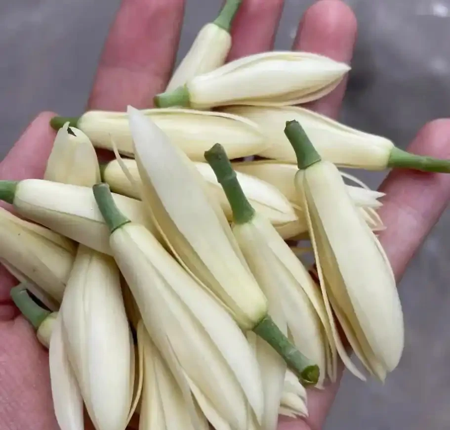 中國公認「最香」的10大名花,一朵花香滿整個山頭!你家有幾種?