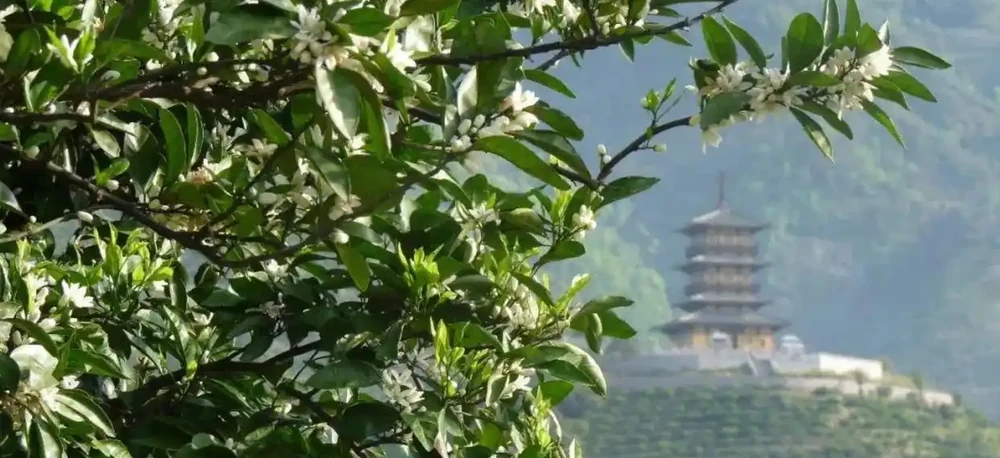 中國公認「最香」的10大名花,一朵花香滿整個山頭!你家有幾種?