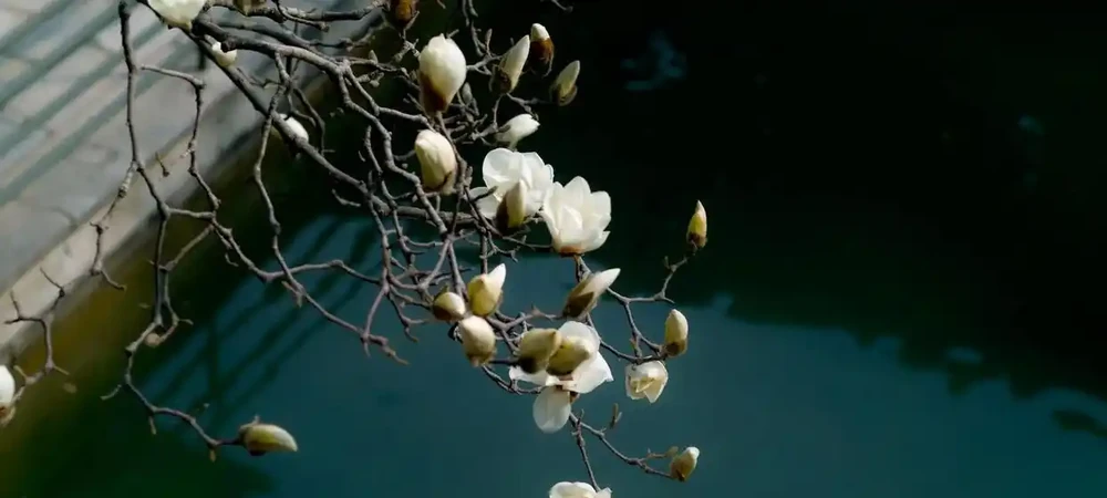 中國公認「最香」的10大名花,一朵花香滿整個山頭!你家有幾種?