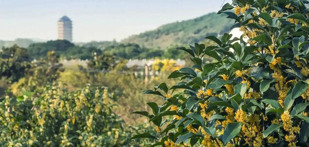 中國公認「最香」的10大名花,一朵花香滿整個山頭!你家有幾種?