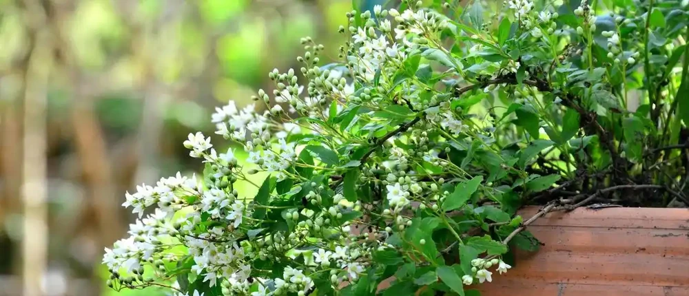 中國公認「最香」的10大名花,一朵花香滿整個山頭!你家有幾種?