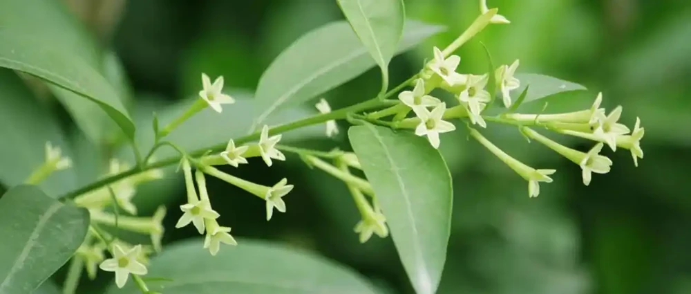 中國公認「最香」的10大名花,一朵花香滿整個山頭!你家有幾種?