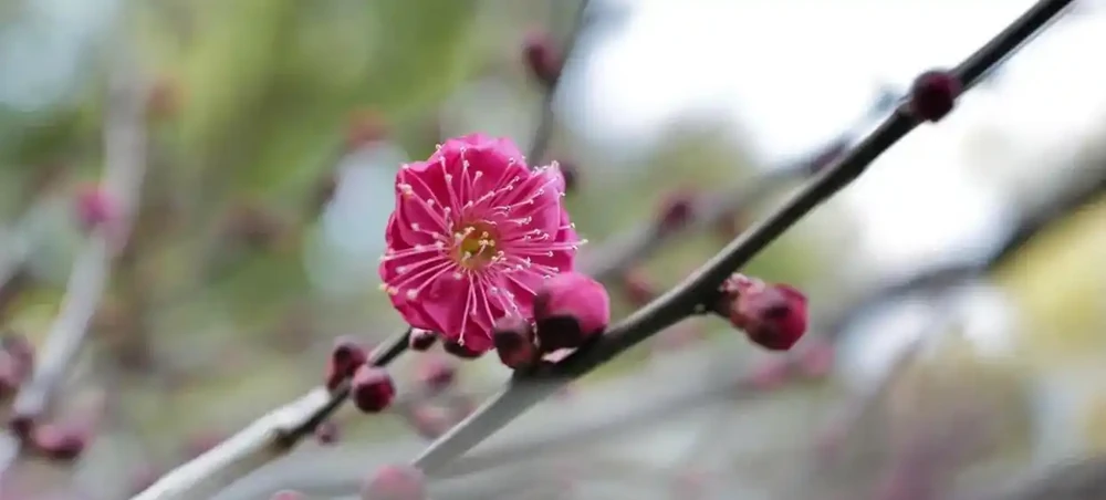 中國公認「最香」的10大名花,一朵花香滿整個山頭!你家有幾種?