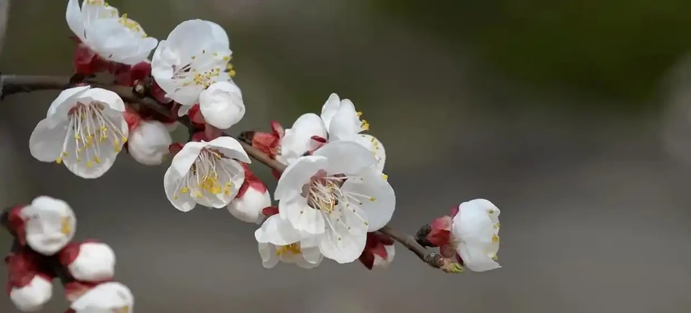 中國公認「最香」的10大名花,一朵花香滿整個山頭!你家有幾種?
