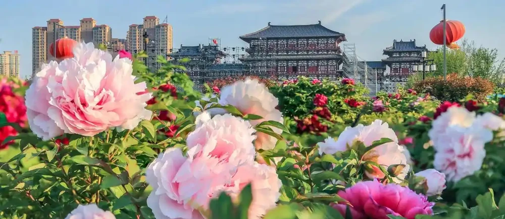 中國公認「最香」的10大名花,一朵花香滿整個山頭!你家有幾種?