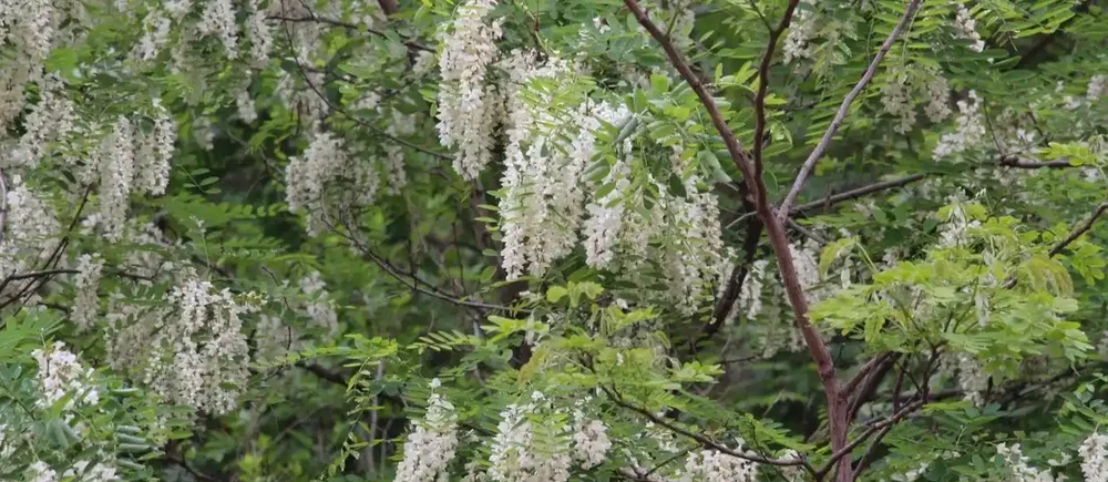 中國公認「最香」的10大名花,一朵花香滿整個山頭!你家有幾種?