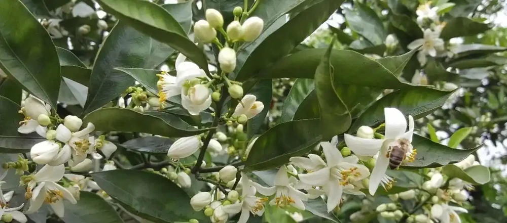 中國公認「最香」的10大名花,一朵花香滿整個山頭!你家有幾種?