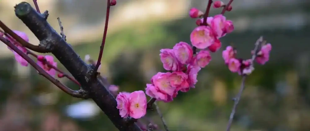 中國公認「最香」的10大名花,一朵花香滿整個山頭!你家有幾種?