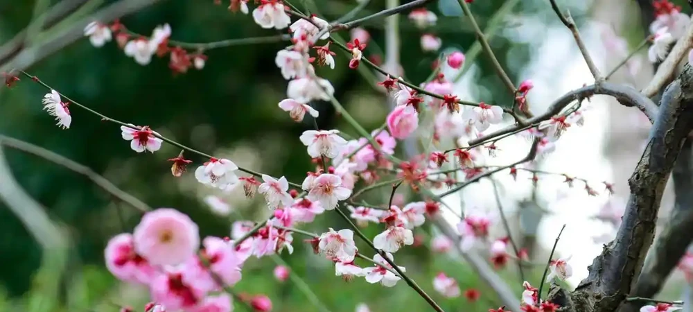 中國公認「最香」的10大名花,一朵花香滿整個山頭!你家有幾種?