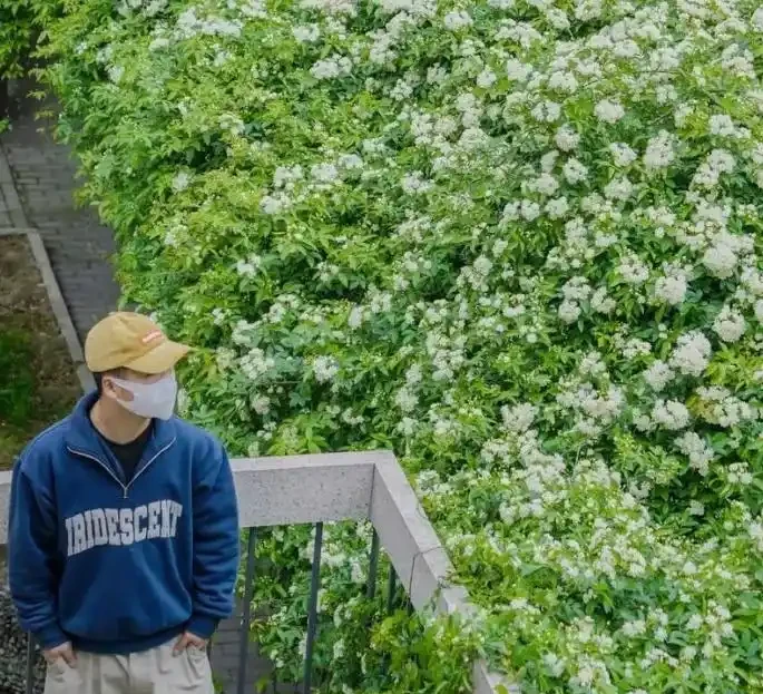 中國公認「最香」的10大名花,一朵花香滿整個山頭!你家有幾種?