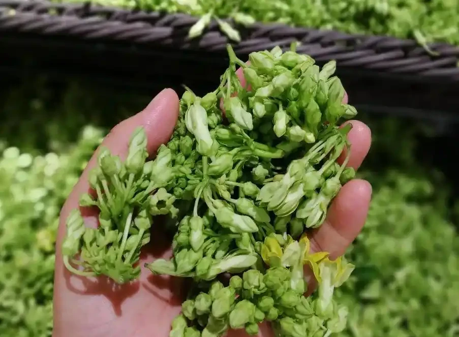 中國公認「最香」的10大名花,一朵花香滿整個山頭!你家有幾種?