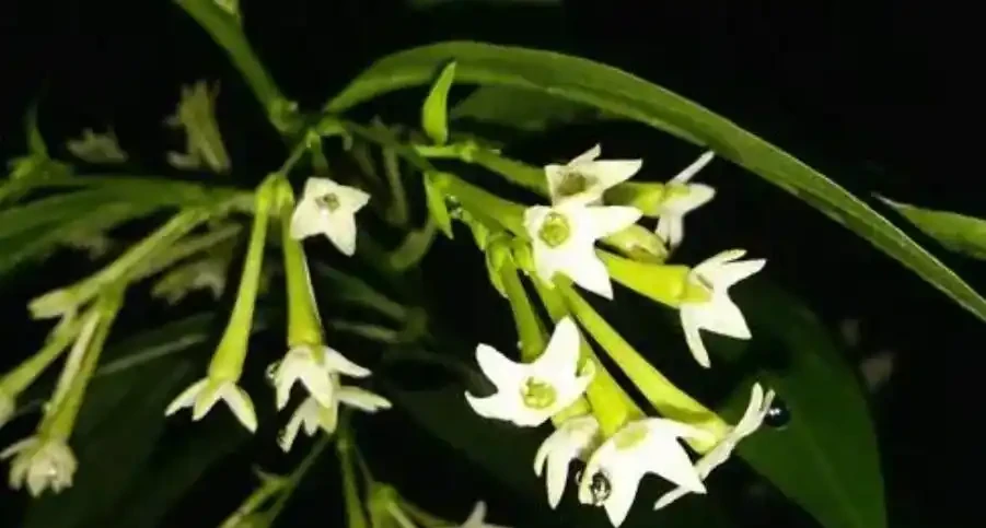 中國公認「最香」的10大名花,一朵花香滿整個山頭!你家有幾種?
