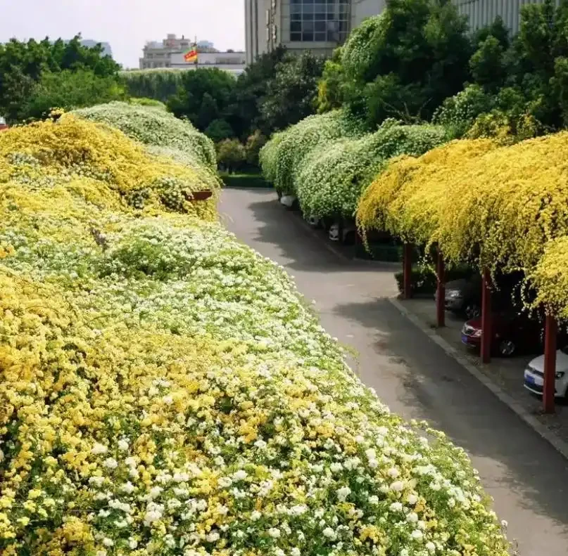 中國公認「最香」的10大名花,一朵花香滿整個山頭!你家有幾種?