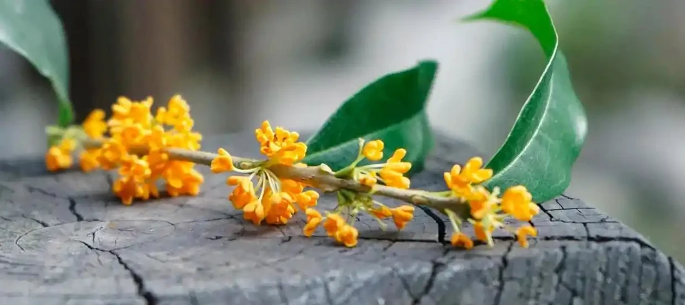 中國公認「最香」的10大名花,一朵花香滿整個山頭!你家有幾種?