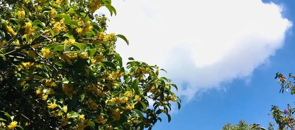 中國公認「最香」的10大名花,一朵花香滿整個山頭!你家有幾種?