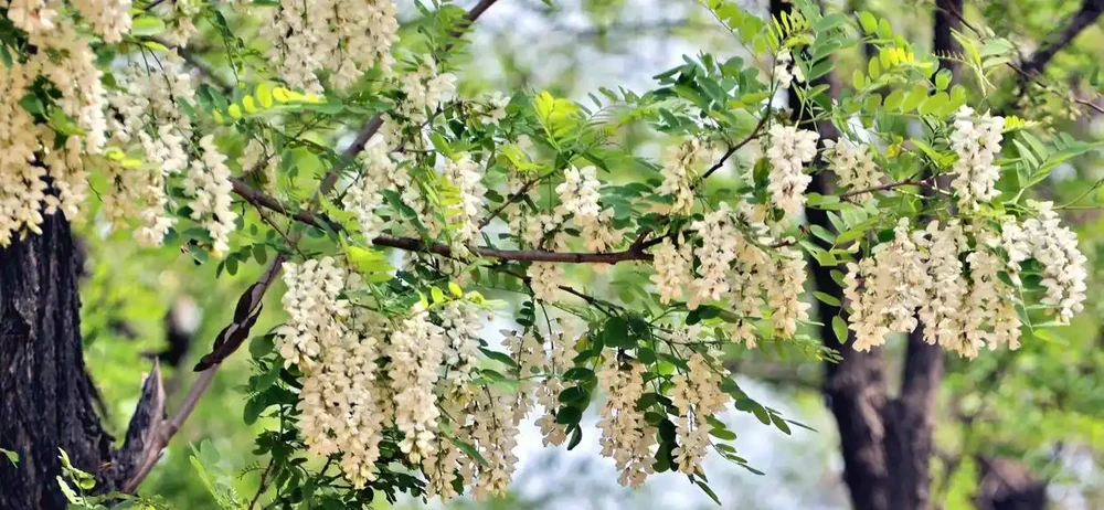 中國公認「最香」的10大名花,一朵花香滿整個山頭!你家有幾種?