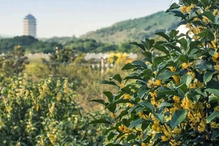 中國公認「最香」的10大名花，一朵花香滿整個山頭！你家有幾種？