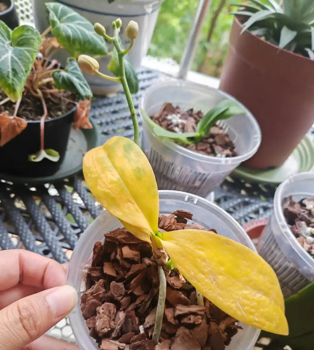 入夏後養蝴蝶蘭，4停4做，黃葉腐根少出現，秋天開花底氣足