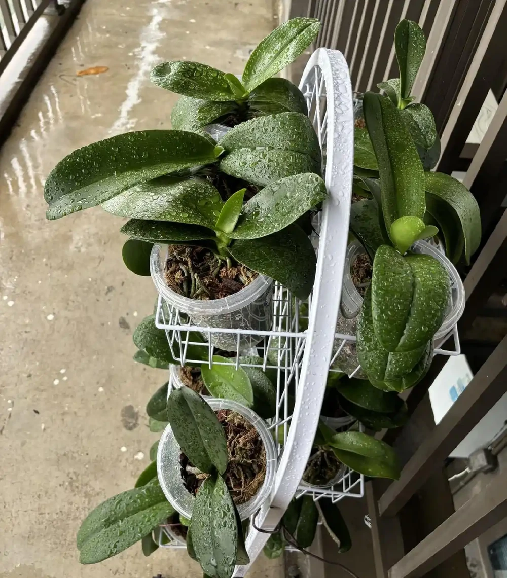 入夏後養蝴蝶蘭，4停4做，黃葉腐根少出現，秋天開花底氣足