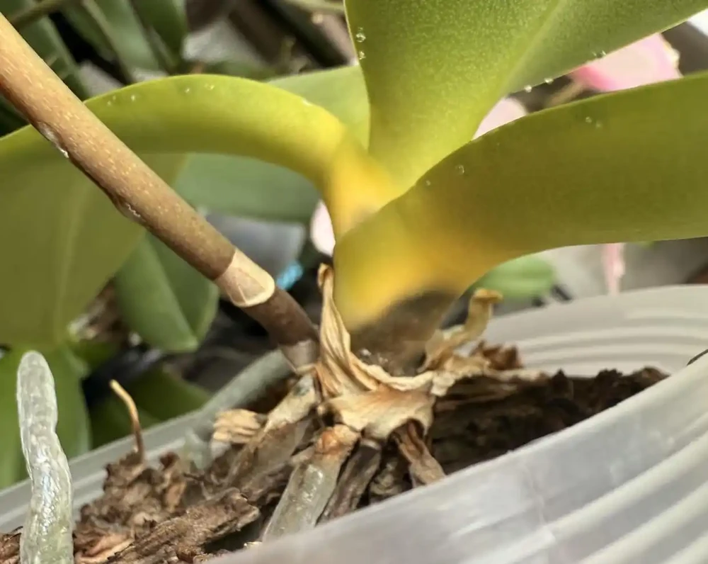 入夏後養蝴蝶蘭，4停4做，黃葉腐根少出現，秋天開花底氣足