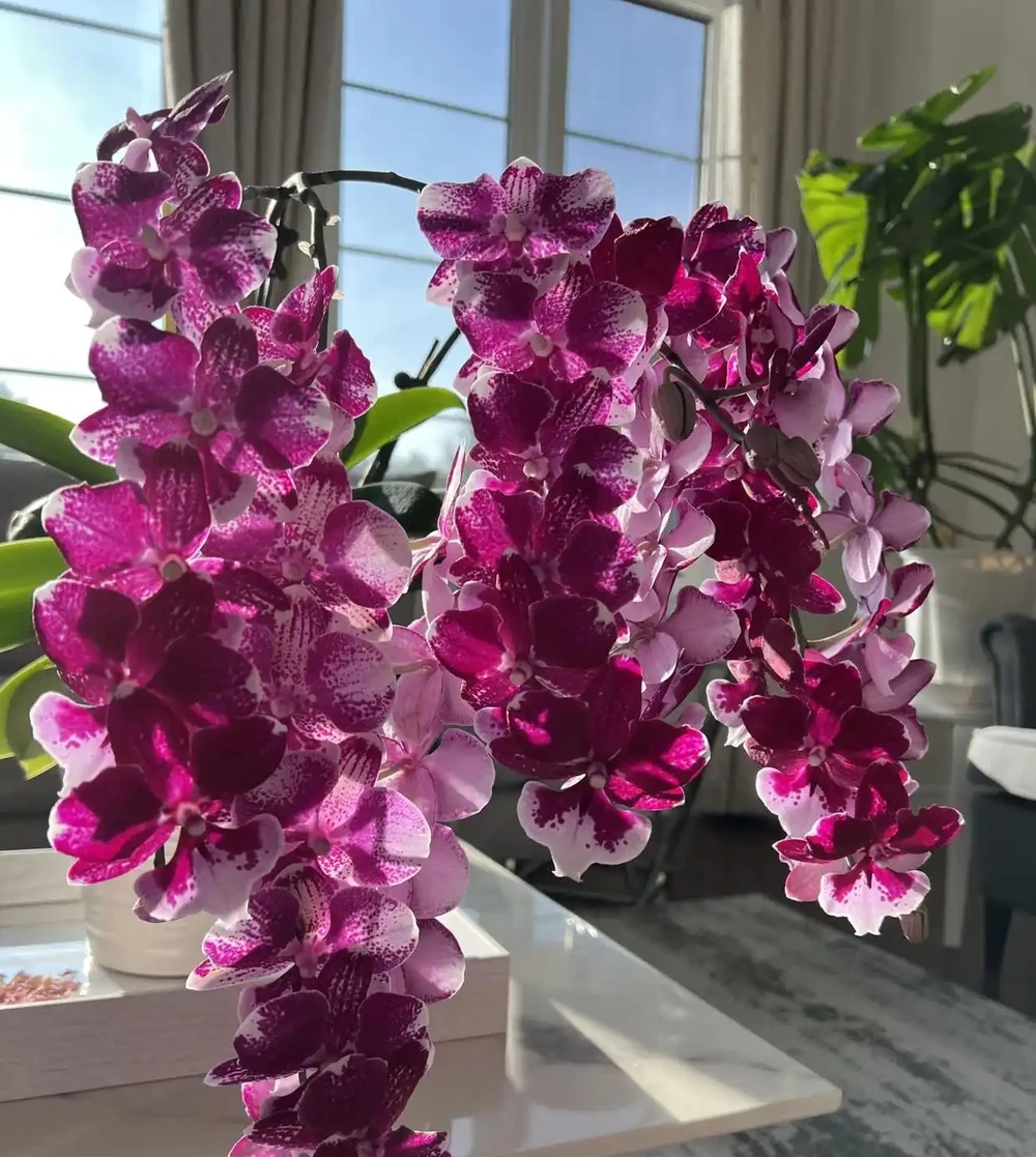 入夏後養蝴蝶蘭，4停4做，黃葉腐根少出現，秋天開花底氣足