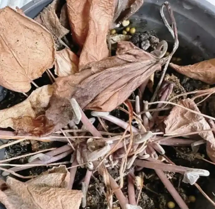 高溫下花草集體「裝死」？90%的人第一步就做錯了！記住這4招，安全度夏還能復花
