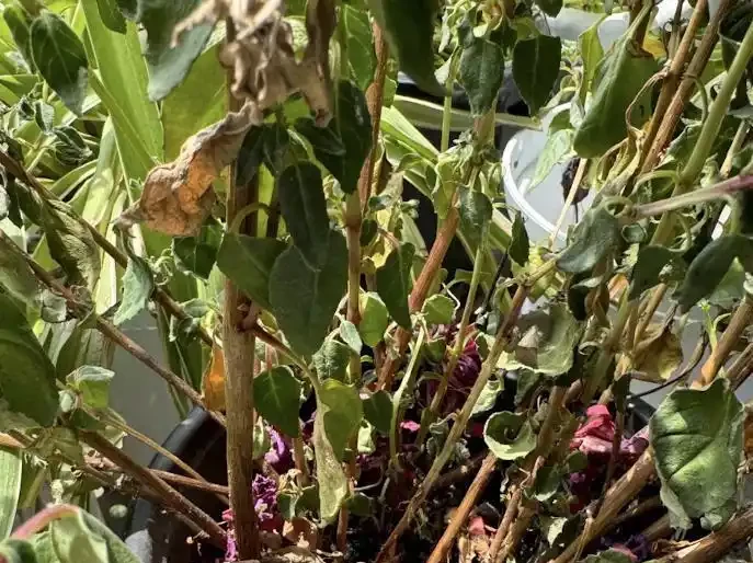 高溫下花草集體「裝死」？90%的人第一步就做錯了！記住這4招，安全度夏還能復花