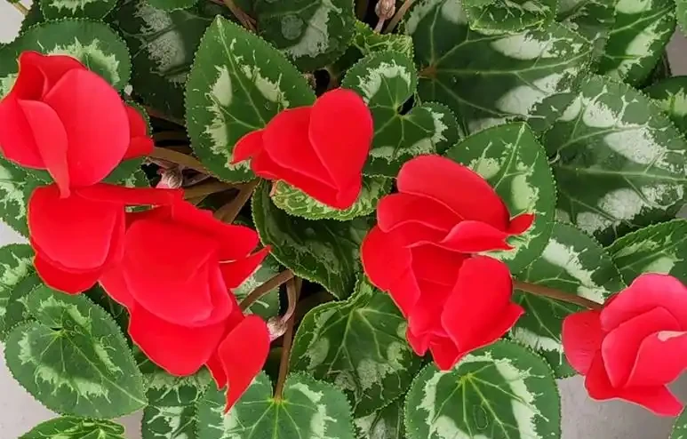 高溫下花草集體「裝死」？90%的人第一步就做錯了！記住這4招，安全度夏還能復花
