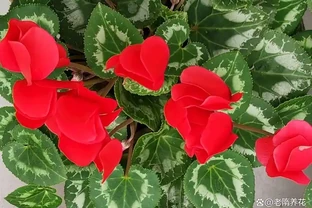 高溫下花草集體「裝死」？90%的人第一步就做錯了！記住這4招，安全度夏還能復花