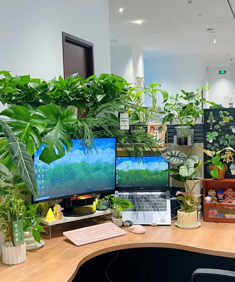 辦公室想養花?別亂買!這10種耐陰又好養,越養越旺風水好