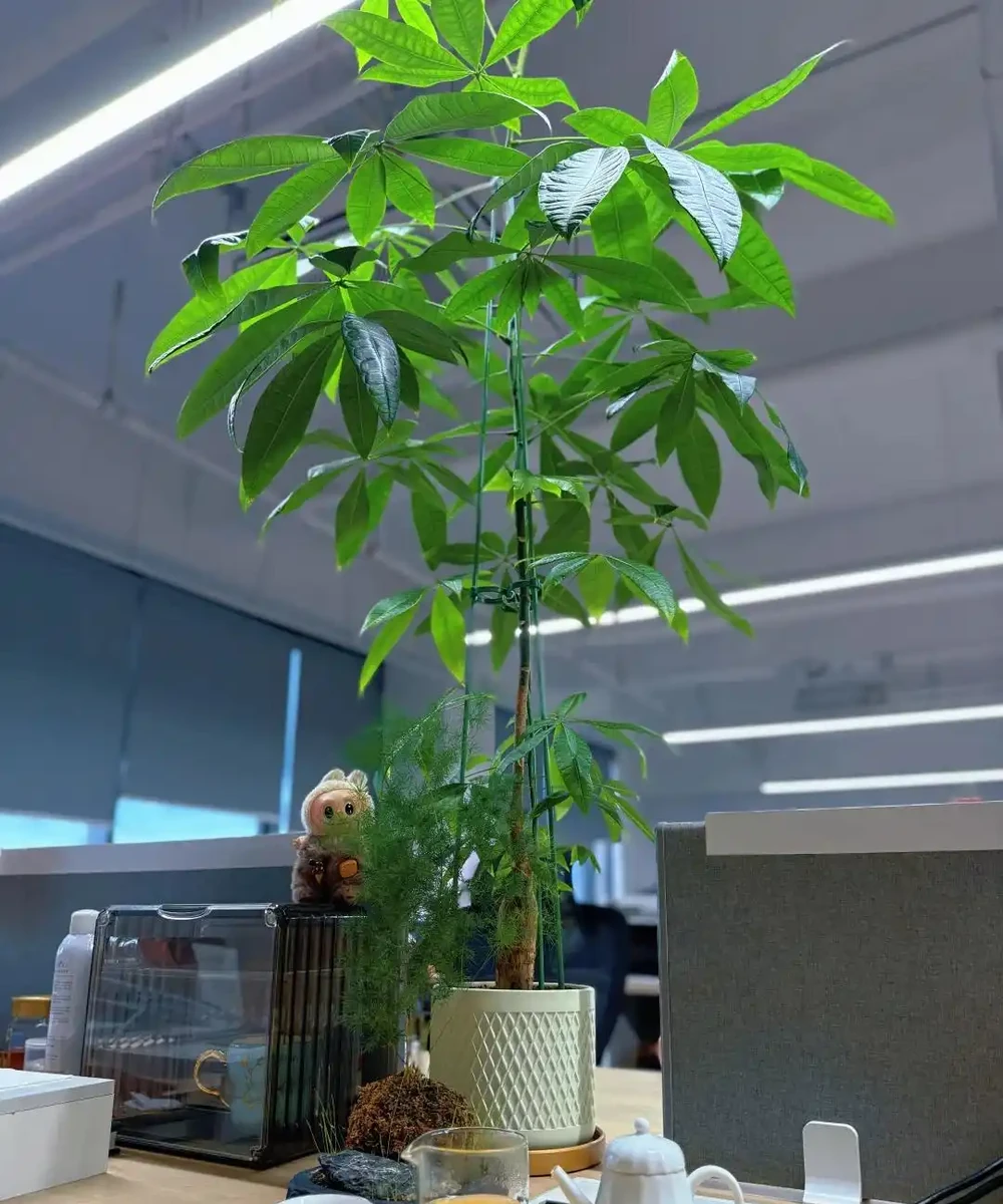 辦公室想養花?別亂買!這10種耐陰又好養,越養越旺風水好