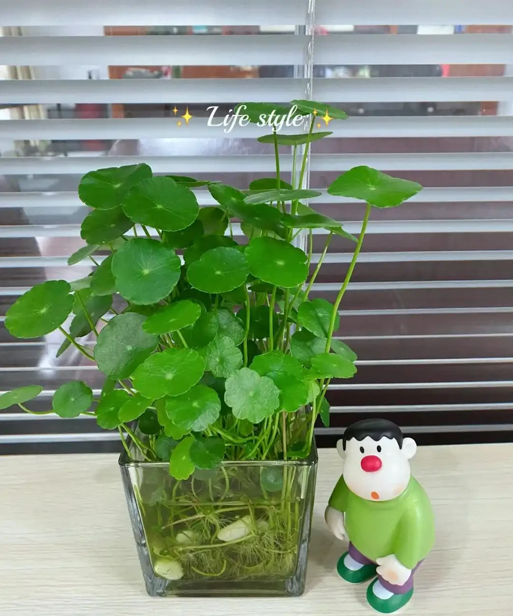 辦公室想養花?別亂買!這10種耐陰又好養,越養越旺風水好