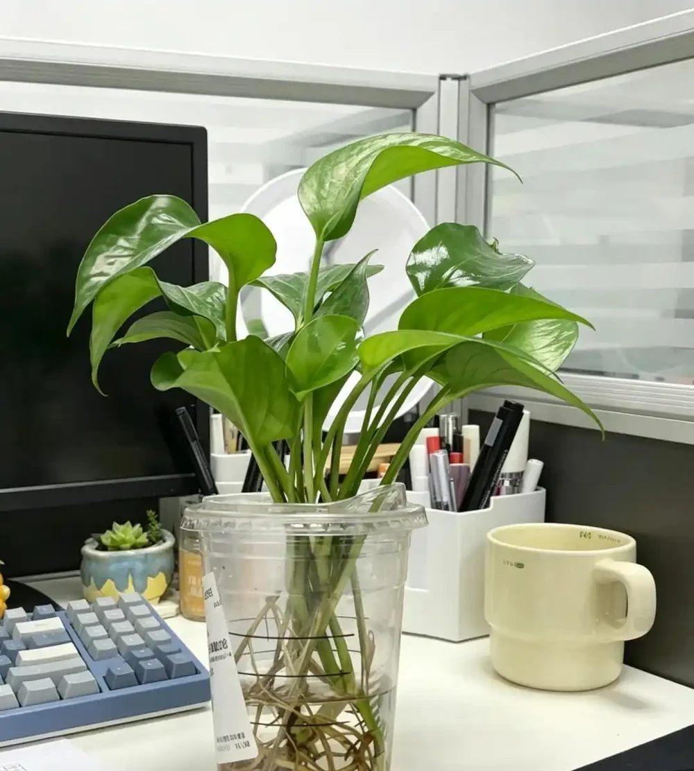 辦公室想養花?別亂買!這10種耐陰又好養,越養越旺風水好