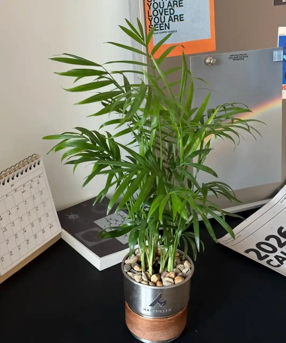 辦公室想養花?別亂買!這10種耐陰又好養,越養越旺風水好