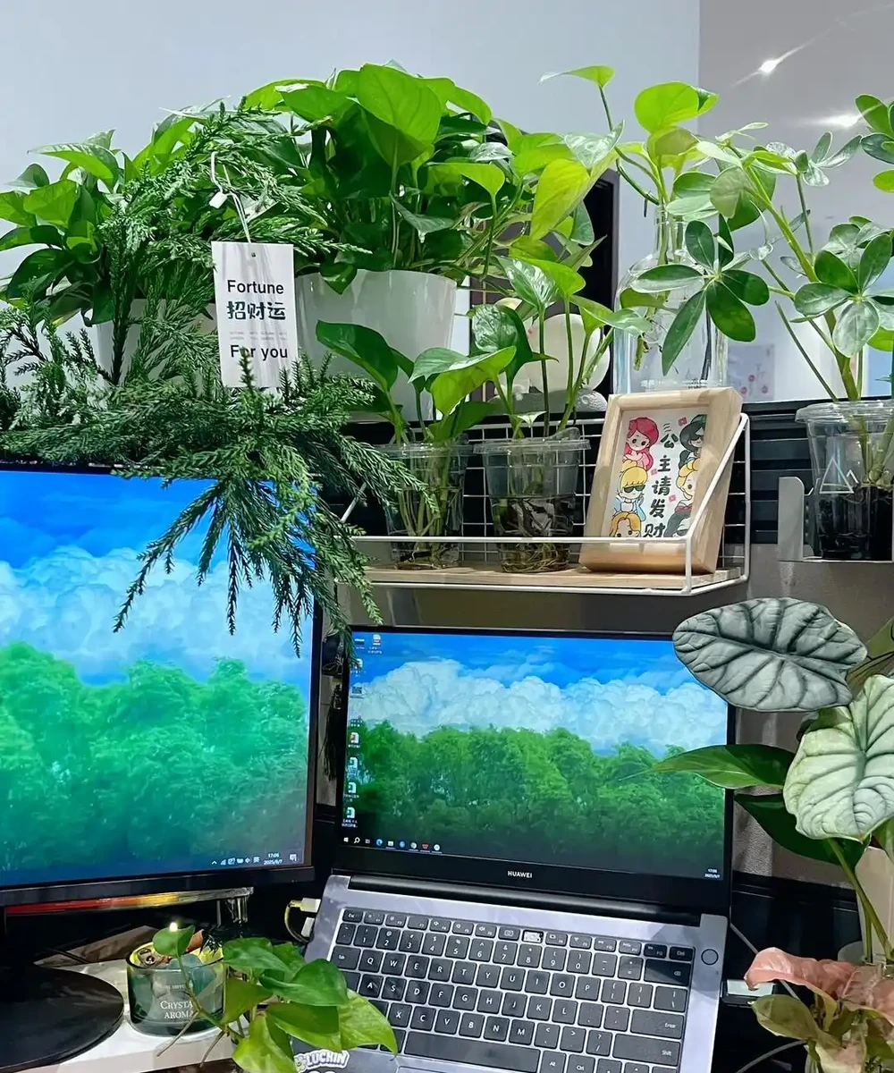 辦公室想養花?別亂買!這10種耐陰又好養,越養越旺風水好