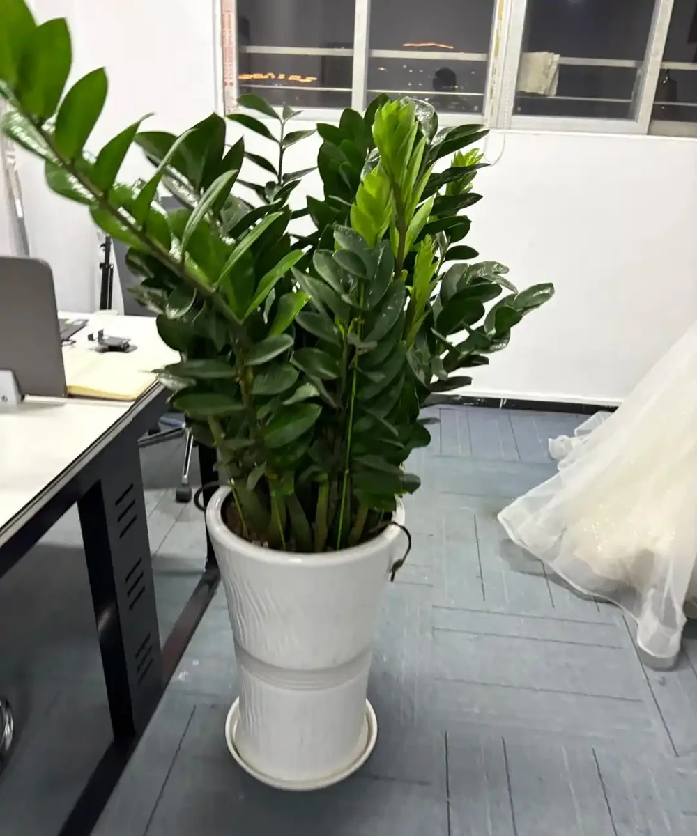 辦公室想養花?別亂買!這10種耐陰又好養,越養越旺風水好
