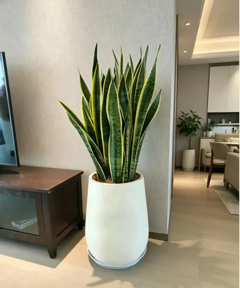 辦公室想養花?別亂買!這10種耐陰又好養,越養越旺風水好