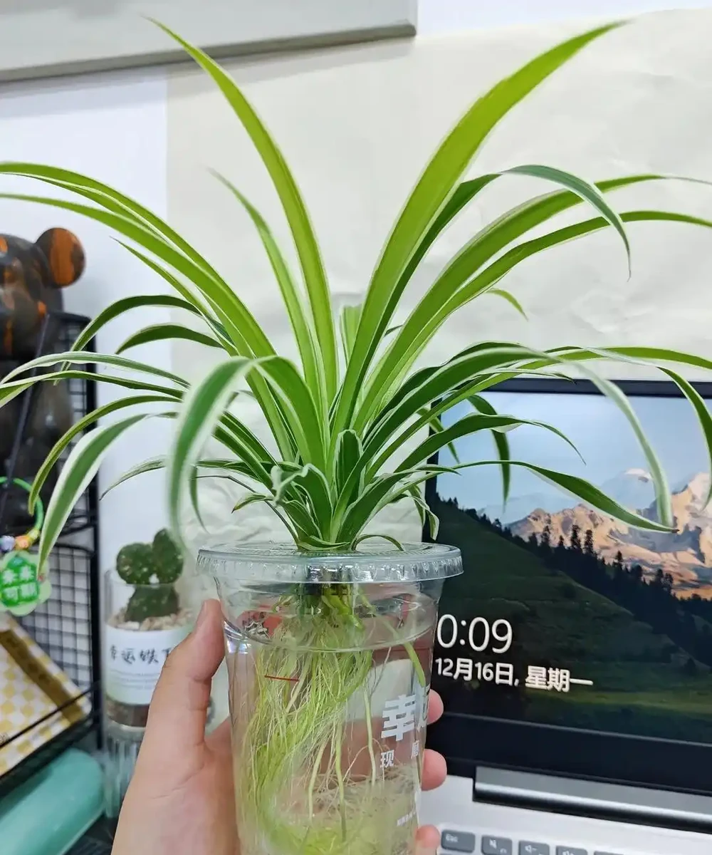 辦公室想養花?別亂買!這10種耐陰又好養,越養越旺風水好