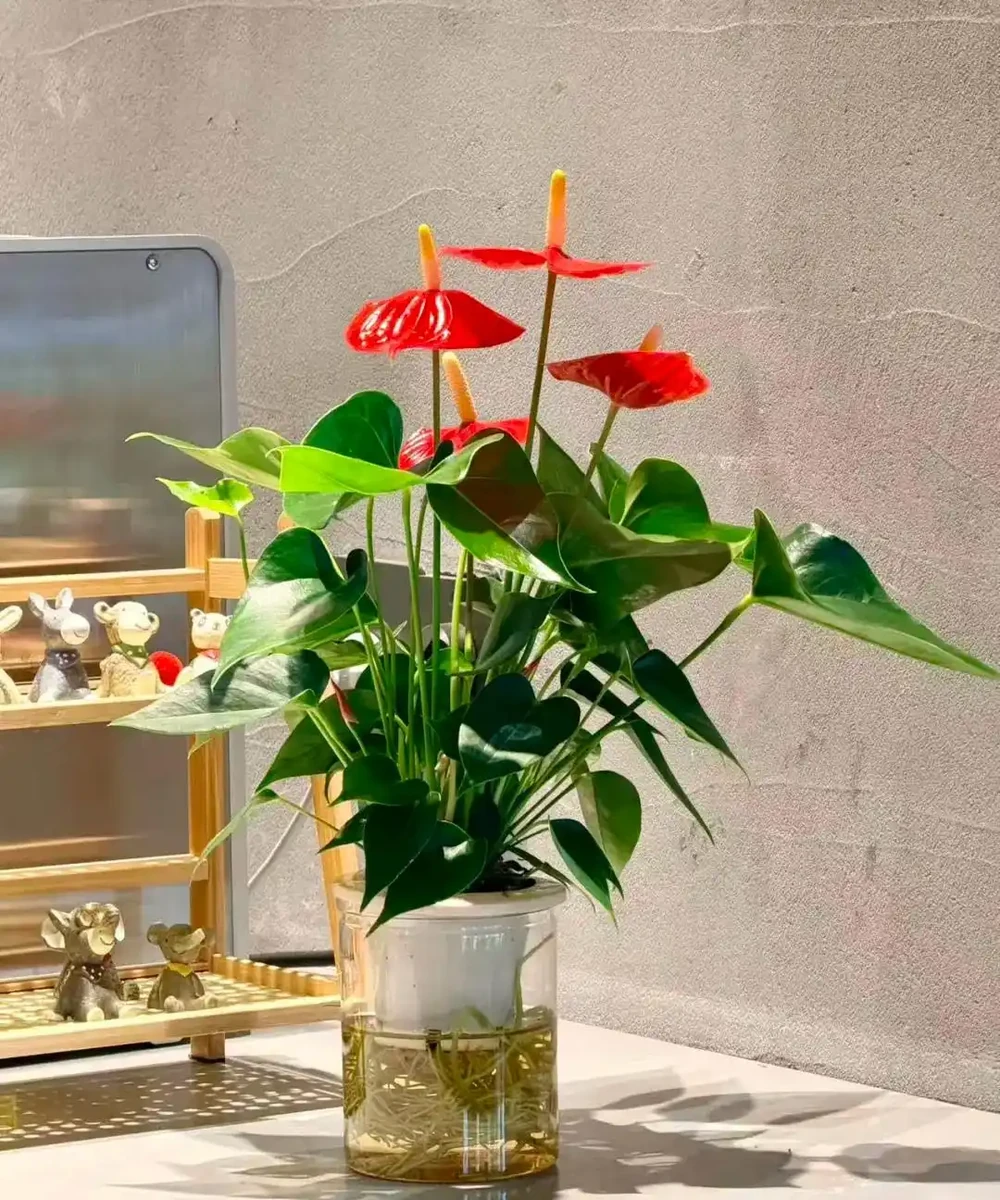 辦公室想養花?別亂買!這10種耐陰又好養,越養越旺風水好