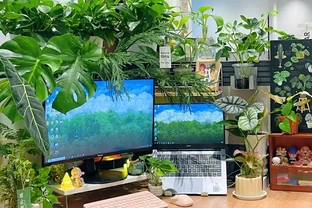 辦公室想養花？別亂買！這10種耐陰又好養，越養越旺風水好