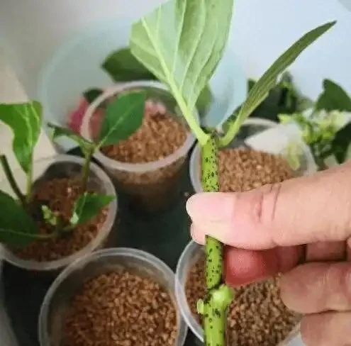 插枝月季總失敗?花10年總結的8個避坑指南,看完你也能當插枝高手