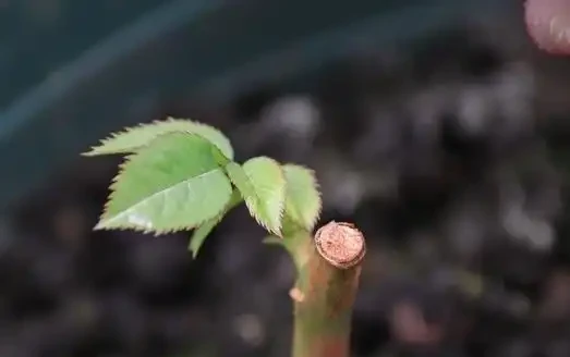 插枝月季總失敗?花10年總結的8個避坑指南,看完你也能當插枝高手
