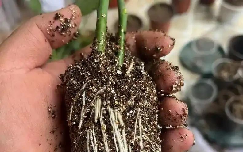 插枝月季總失敗?花10年總結的8個避坑指南,看完你也能當插枝高手