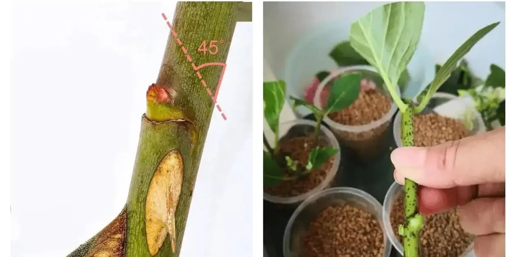 插枝月季總失敗?花10年總結的8個避坑指南,看完你也能當插枝高手