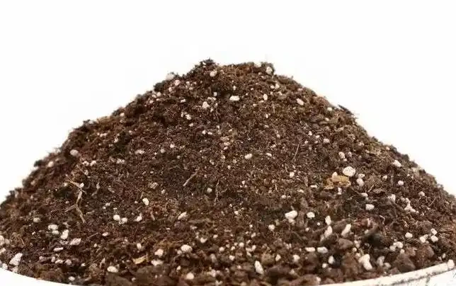 插枝月季總失敗?花10年總結的8個避坑指南,看完你也能當插枝高手