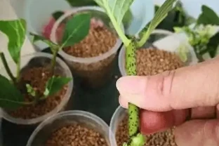 插枝月季總失敗？花10年總結的8個避坑指南，看完你也能當插枝高手