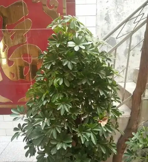 別再問鴨腳木幾天澆一次水!學會這3招判斷法,從此告別黃葉腐根,四季油綠招財來