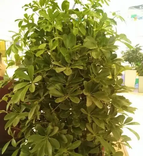 別再問鴨腳木幾天澆一次水!學會這3招判斷法,從此告別黃葉腐根,四季油綠招財來