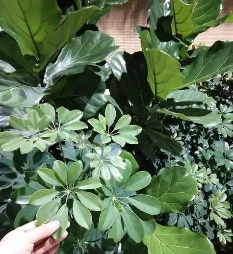 別再問鴨腳木幾天澆一次水!學會這3招判斷法,從此告別黃葉腐根,四季油綠招財來