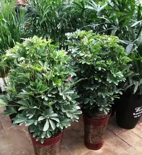 別再問鴨腳木幾天澆一次水!學會這3招判斷法,從此告別黃葉腐根,四季油綠招財來